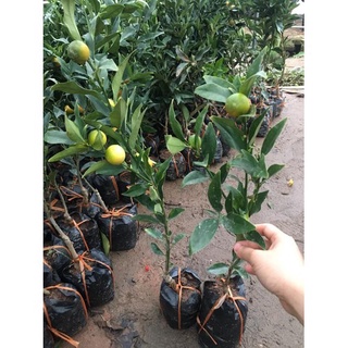 CÂY QUẤT NGỌT(GIỐNG)-ĐÃ CÓ QUẢ SẴN
