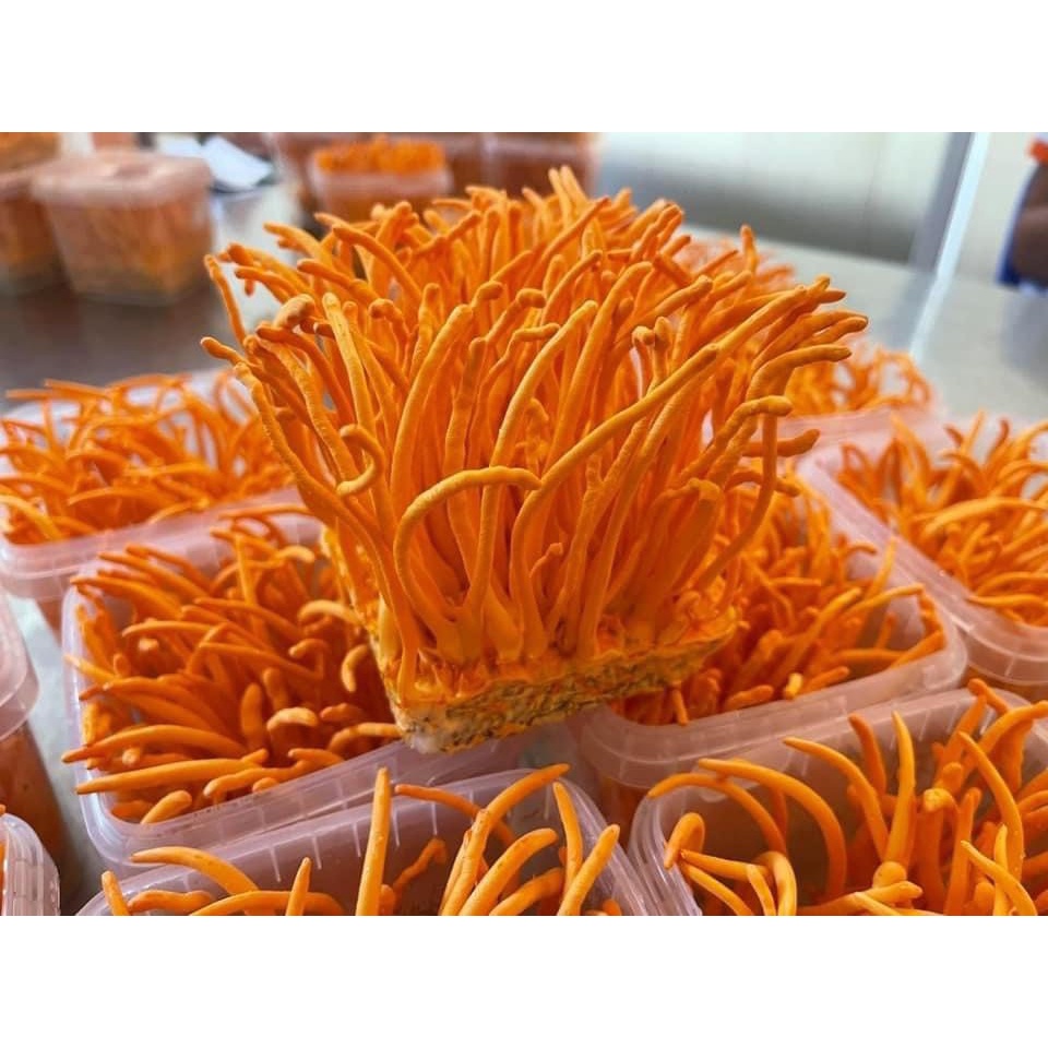 Đông Trùng Hạ Thảo Tươi Hoàng Gia - Hộp 180g | BigBuy360 - bigbuy360.vn