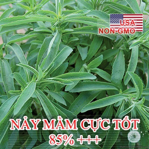 5h Hạt Giống Cỏ Ngọt Stevia (TL| C26*V32)