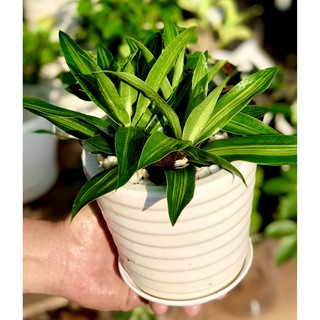 Chậu sứ 3 cây trúc Bách Hợp để bàn tặng kèm đá trang trí