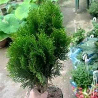 Cây Trắc Bách Diệp ( cây thuộc bài )