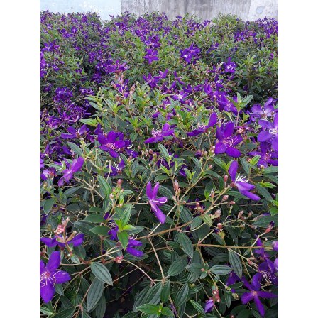 CÂY GIỐNG HOA SIM THÁI CẢNH SIÊU ĐẸP 981SP PV