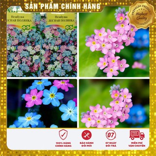 Hạt giống hoa lưu ly mix nhiều mầu trồng chậu ban công thảm