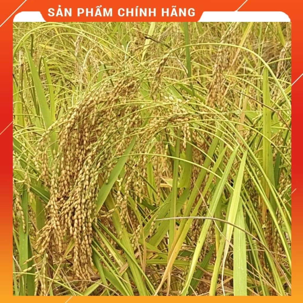 Gạo nếp hương Bảo Lạc 1kg - Đặc sản Cao Bằng, hạt tròn, thơm, dẻo, đậm vị