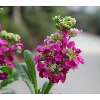 Hạt giống hoa Hoàng anh mix
