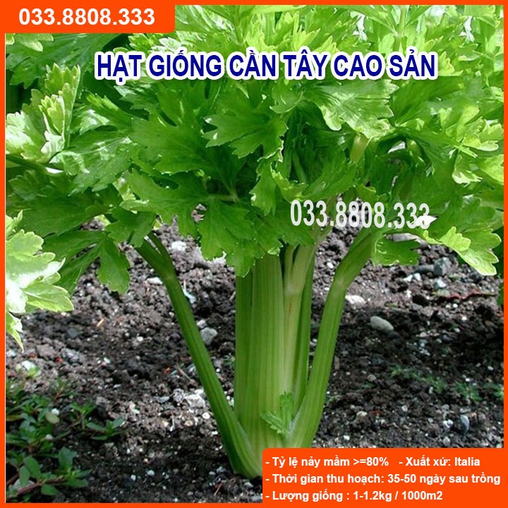Hạt Giống Rau Cần Tây - Rau Trồng Chậu Tại Nhà