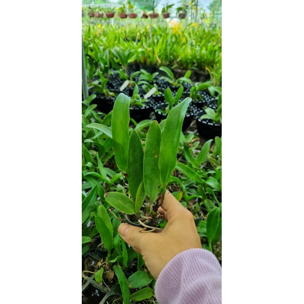 HOA LAN CATT SCT 536 CÂY GIỐNG