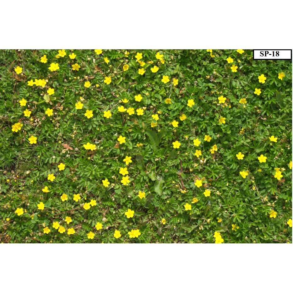 Phông Nền Chụp Mỹ Phẩm Phụ Kiện Quần Áo Xinh 5D