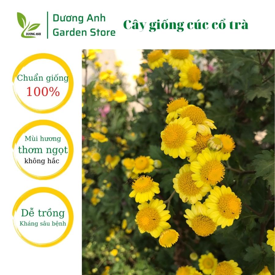 Cây hoa cúc cổ trà | Cúc tiến vua | Loại hoa cúc làm trà thơm nhất, dễ uống | hoa nở tháng 11 âm lịch | Hoa nở tết