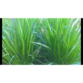 Hạt Giống Cỏ Mulato 2 - Gói 100Gr