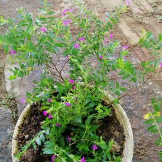 Cây giống cẩm tú mai