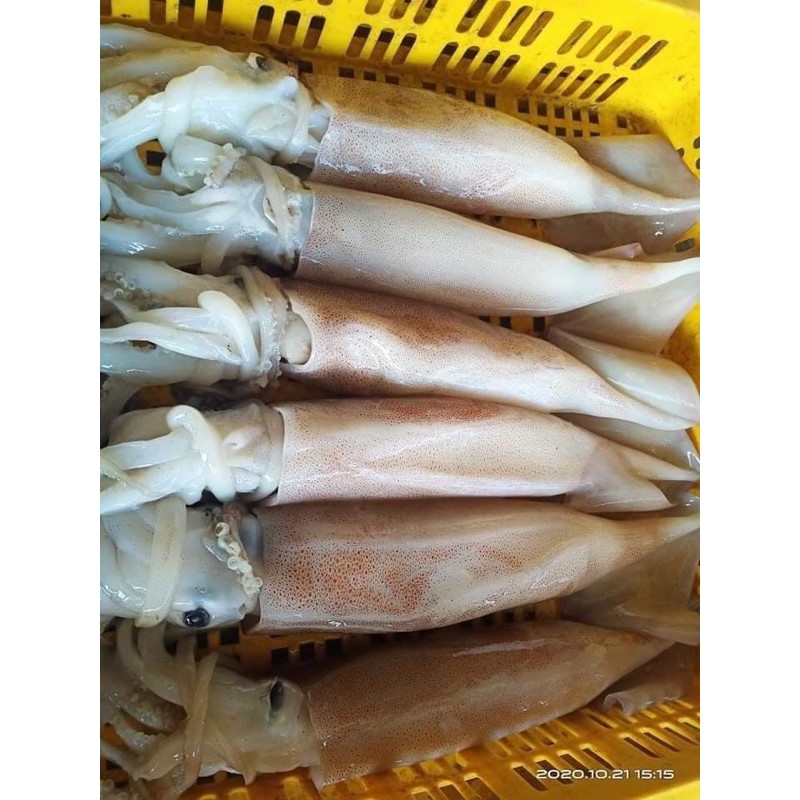 Mực ống ngon làm sạch ❤️ SIZE VIP❤️ 1kg siêu ngon ngọt , giòn