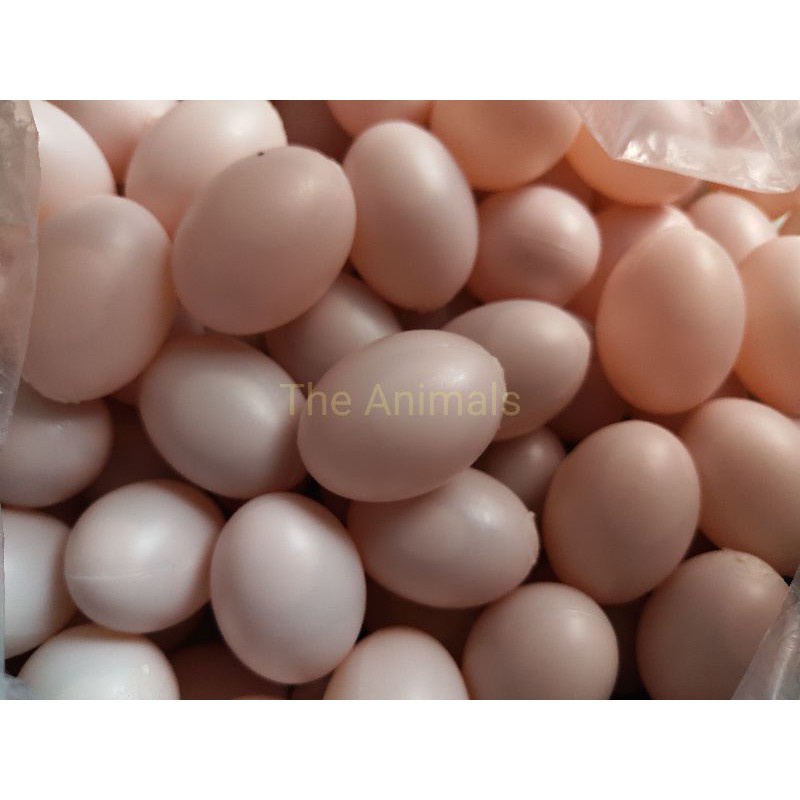 Trứng chim bồ câu giả Halosung Trứng chim phụ kiện lồng chim PK108