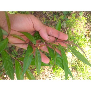 cây Hoàn Ngọc Đỏ