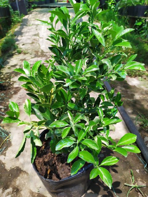 Cây Tắc Cẩm Thạch zin