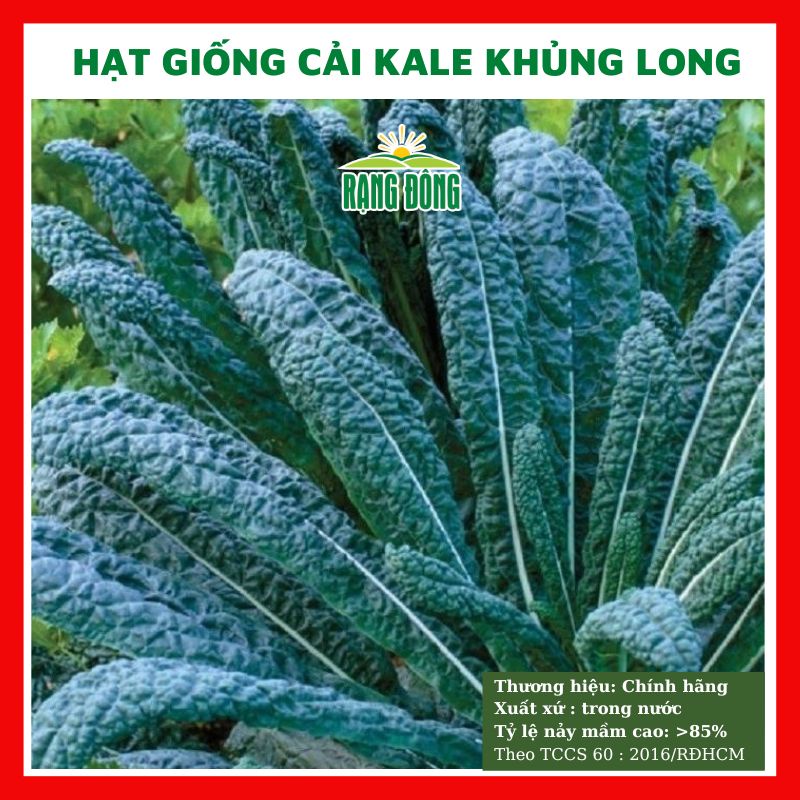 Hạt giống cải kale khủng long - rau củ quả trồng chậu chịu nhiệt 4 mùa ngon nảy mầm cao 5g RADO 227