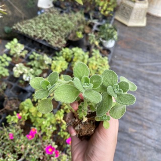 Sen đá thơm. Nhất mạt hương
