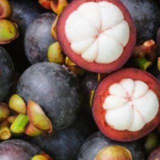 Cây măng cụt giống