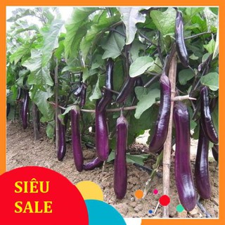 1g Hạt giống Cà tím