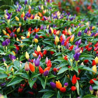 Hạt giống ớt bi 7 màu