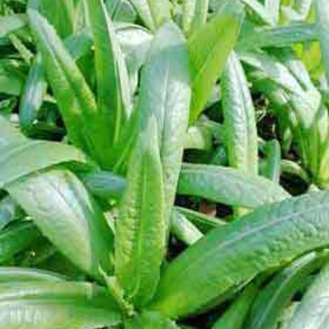 HẠT GIỐNG RAU DIẾP THƠM nhập khẩu-  chuyên dụng.