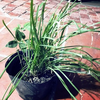 Cây giống lá hẹ trồng từ củ (5 cây)