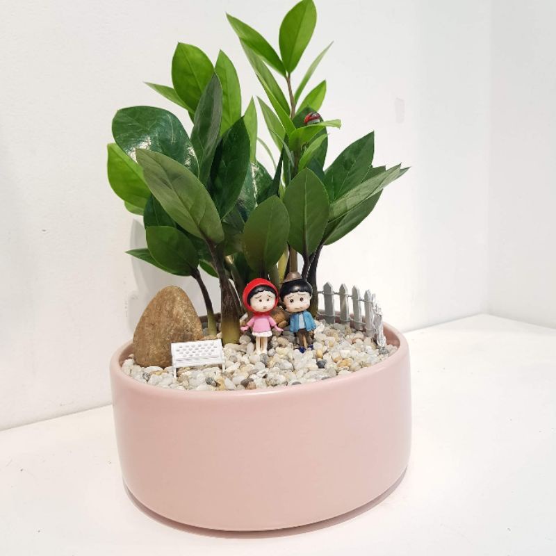 Cây kim tiền MIX TIỂU CẢNH để bàn