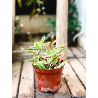 Chậu cây Euphorbia tithymaloides (Devil’s Backbone)
