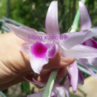 Phi điệp có mặt hoa xổ tại vườn.