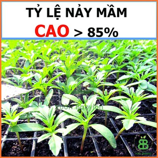 Hạt Giống Cúc Vạn Thọ Ban Mai 0,1G