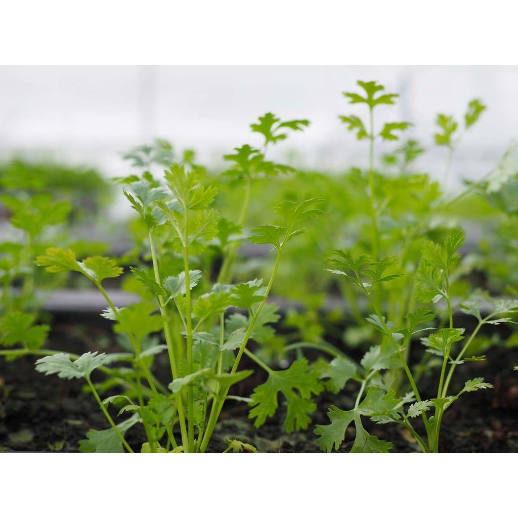 Ngò Hat Nhỏ - 20gr