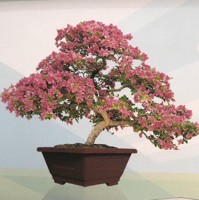 Chậu Bonsai lục giác - size 32