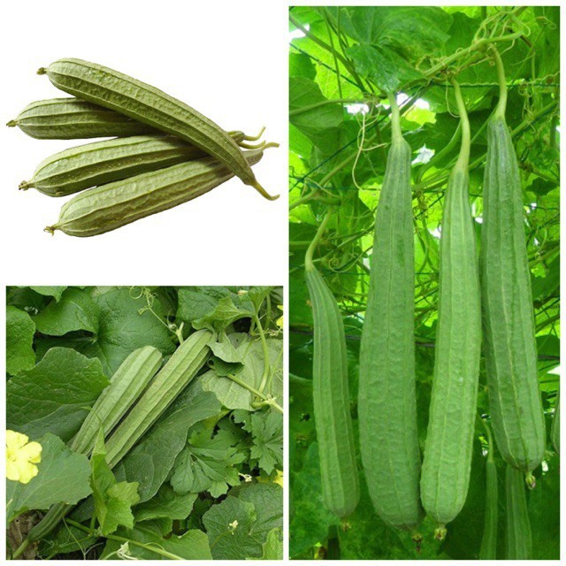 HẠT GIỐNG MƯỚP KHÍA THÁI LAN F1 ruột chắc - GÓI 10 HẠT