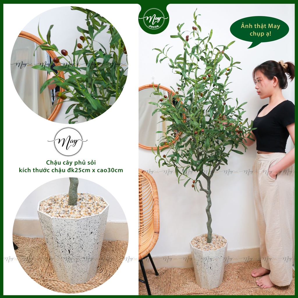Cây Oliu giả có quả trang trí nhà cửa1m4,1m6,1m70