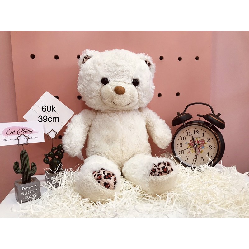 Gấu Si Teddy Úc Mỹ. Đã qua xử lí sạch sẽ