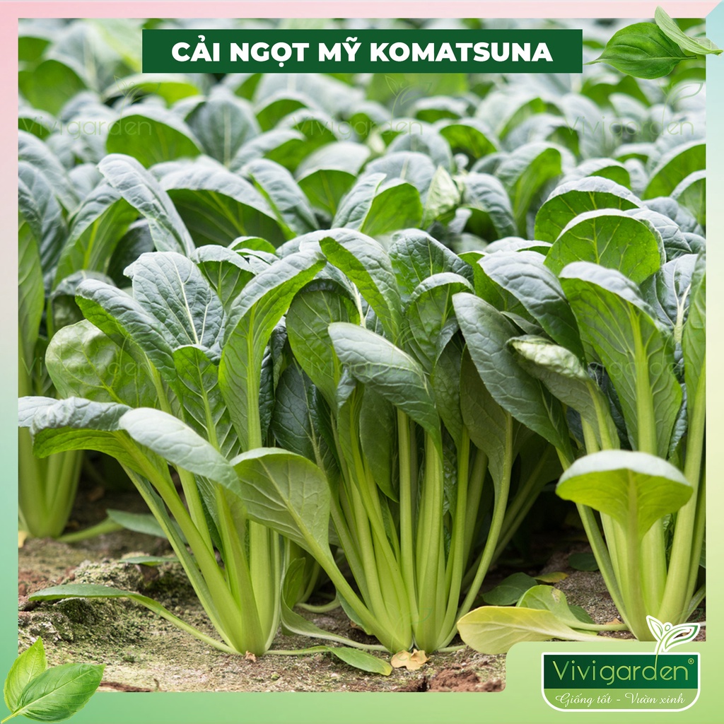 Combo 300 hạt - Hạt giống cải Ngọt mỹ cải ngọt Komatsuna - chịu nhiệt tốt dễ trồng
