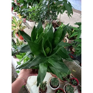 💚 Cây phát tài búp sen💚