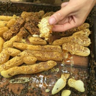 Sữa ong chúa nguyên chất 💯 %