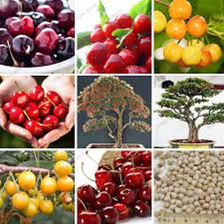 Hạt giống Cây Cherry anh đào chịu nhiệt dễ trồng