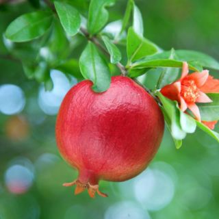Cây 🌲 Lựu Mỹ....( siêu trái)