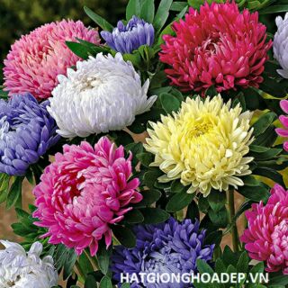 Hạt giống hoa cúc đại đóa mix