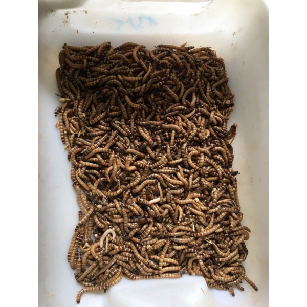 Sâu rồng cho chim cảnh, cá cảnh