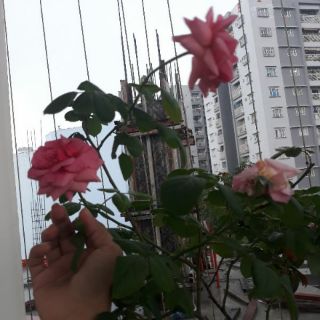 Chế phẩm phân hóa mầm kích hoa Siêu Hoa