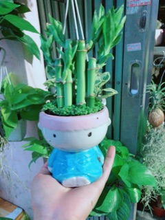 Chậu Trúc Phát Tài Chàng Trai
