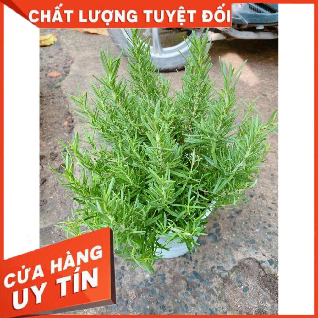 Chậu Hương Thảo Lớn Nhiều Người Mua