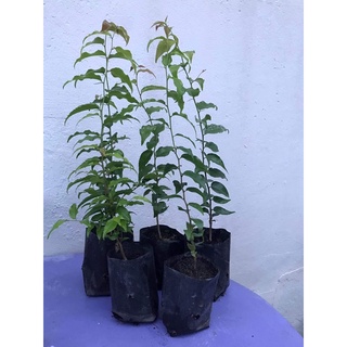 Bầu giống hồng quân