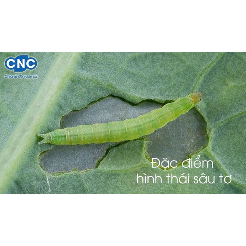 ( Neem Nim ) Chế Phẩm Sinh Học Neem Nim 0.3EC 100ml - Trừ Rệp sáp, Ruồi đục quả