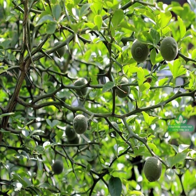 100g Chỉ Thực