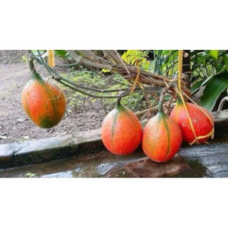 Lăn môi dầu gấc nguyên chất