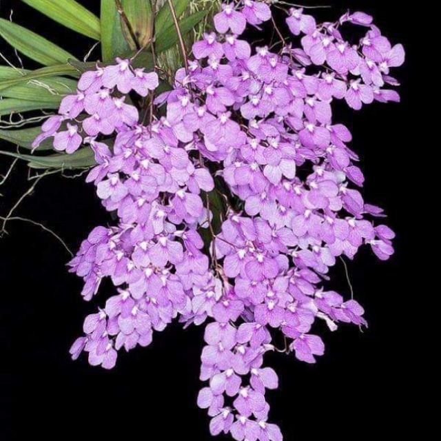 Vũ nữ Peru giống